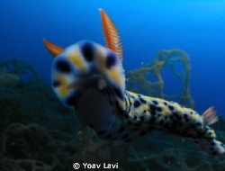 Taken with canon S50, inon micro-fisheye by Yoav Lavi 